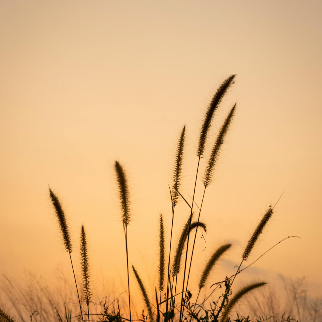 Soothing the Wandering Wind: A Rewilded Rhythms™ Approach to Seasonal Balance.
