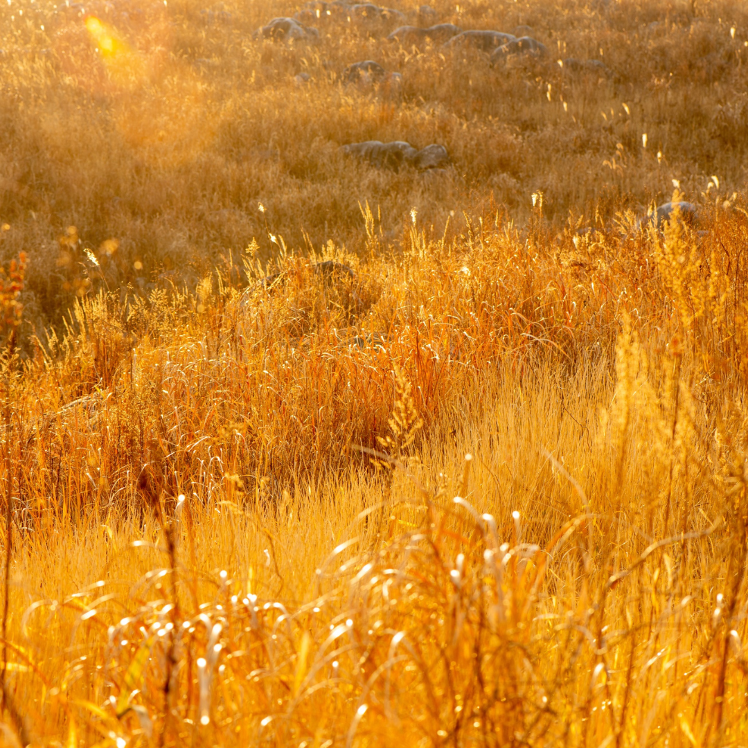 Why Your Energy Feels Uneven Right Now (And What to Do About It).
