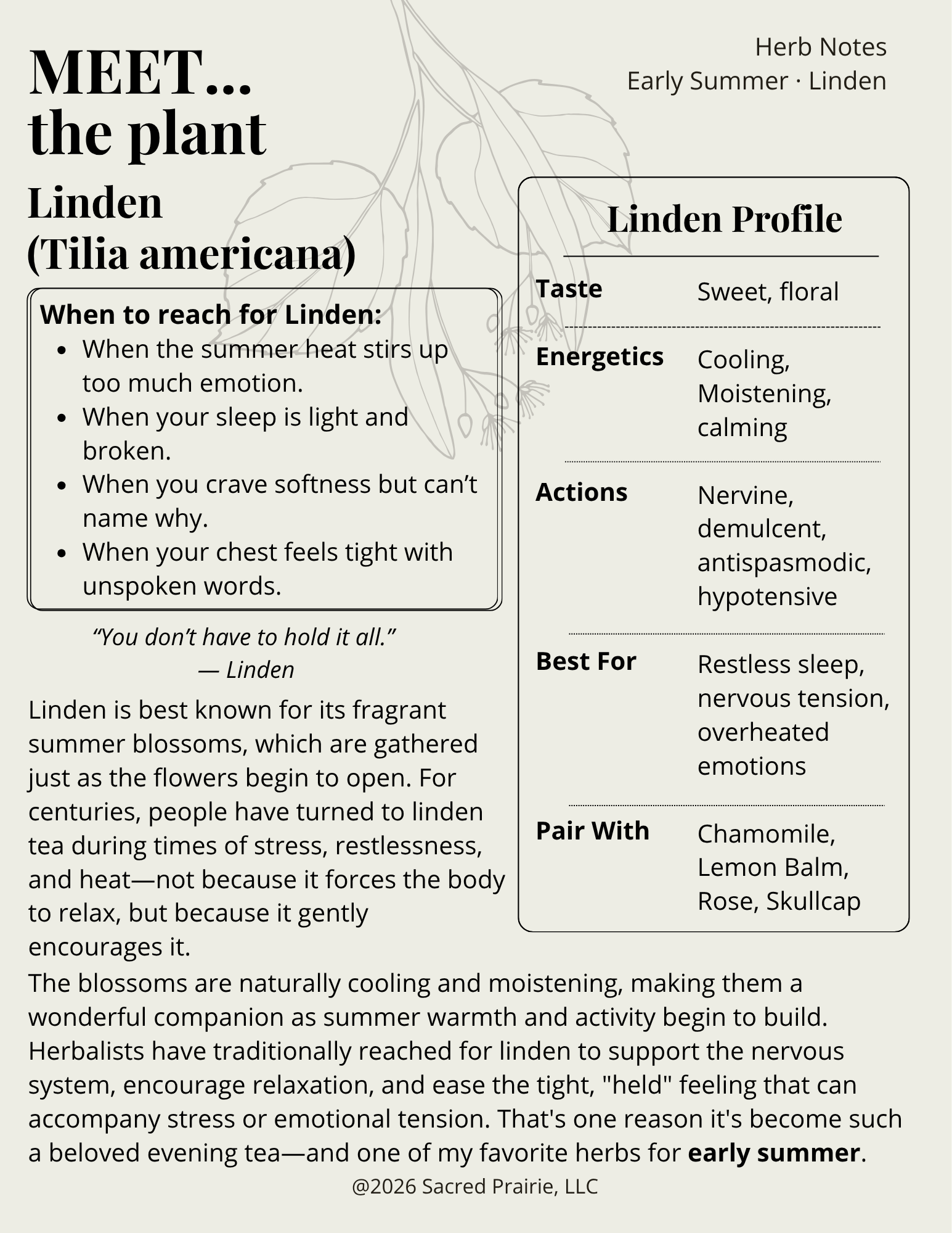 Herb Notes: Linden