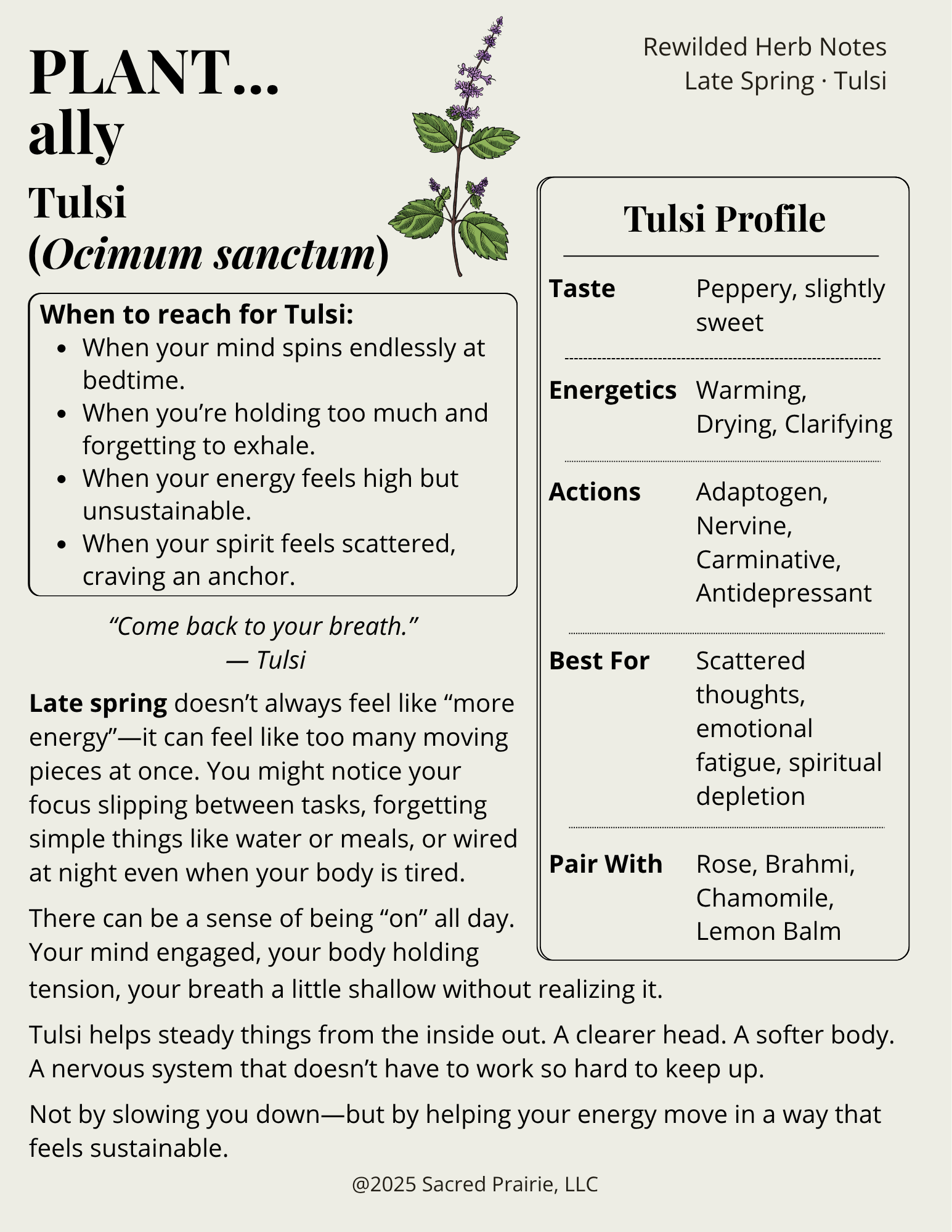 Rewilded Herb Notes: Tulsi